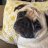 puglove