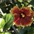 Hibiscus6