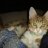 HappyCatTX