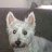 Westie13