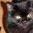 catsmeow