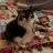 CatLover76