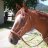 Horsey girl
