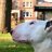 Deafdogz