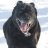 DogTrainer51